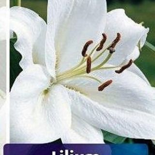 lilium ORIENTAL Casa Bianca