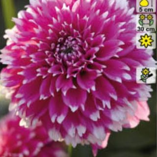 DAHLIA DECORATIVE Fuzzy Wuzzy