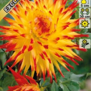 DAHLIA CACTUS Jessica