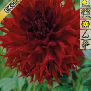 DAHLIA DECORATIVE Kenora Macop-B