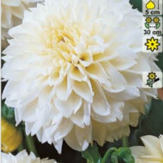 DAHLIA DECORATIVE Myama Fubuki
