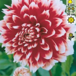 DAHLIA DECORATIVE Red and white Fubuki