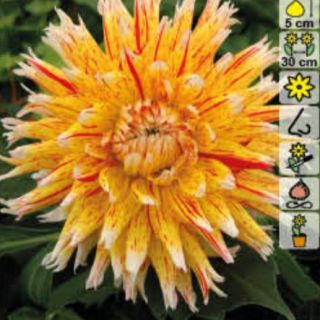 DAHLIA CACTUS Winesome