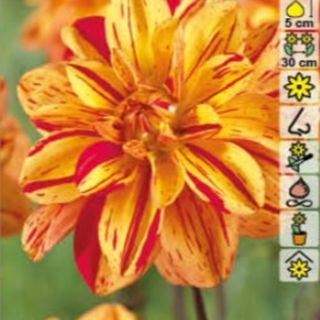 DAHLIA DECORATIVE Pasolini