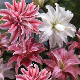 Lilium DOUBLE-4бр. Lilium DOUBLE-4бр.