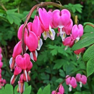 Dicentra SPECTABILIS MIX -5броя