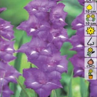 Гладиол BLUE ISLE