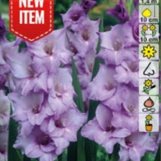 Гладиол BLUE TROPHIC