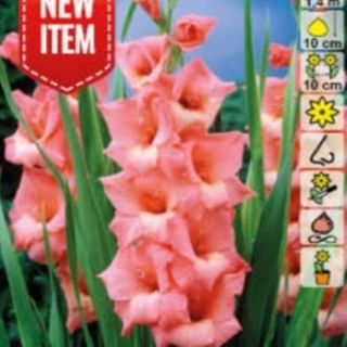 Гладиол Jessica