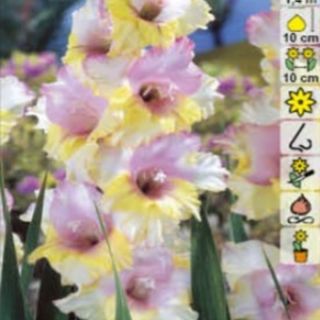 Гладиол MON AMOUR