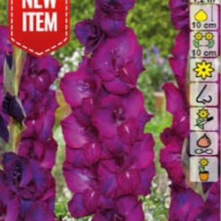 Гладиол NEXT LEVEL