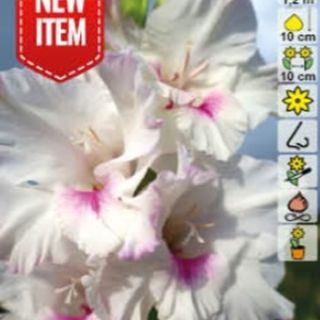 Гладиол NORA JEAN