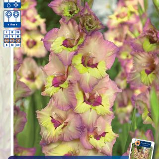 Гладиол Sapporo