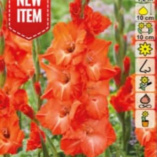 Гладиол STORMY