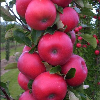 Ябълка нискостеблена червена сорт Гала - Malus Gala