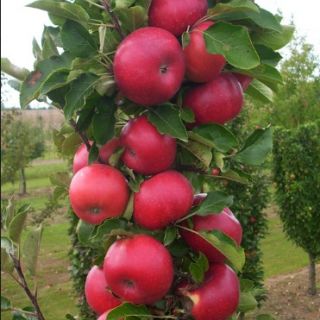Ябълка нискостеблена червена сорт Гала - Malus Gala
