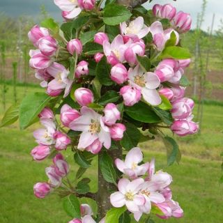 Ябълка нискостеблена червена сорт Гала - Malus Gala