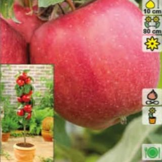 Ябълка нискостеблена червена сорт Гала - Malus Gala