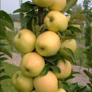 Ябълка нискостеблена светло зелена - Malus Golden delicious