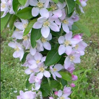 Ябълка нискостеблена светло зелена - Malus Golden delicious