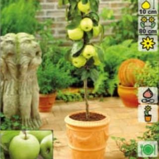 Ябълка нискостеблена светло зелена - Malus Golden delicious