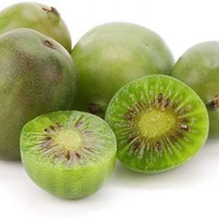 Киви самоопрашващ се сорт многогодишен зимоустойчив до -20 С - Actinidia arguta issai