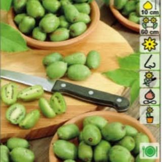 Киви самоопрашващ се сорт многогодишен зимоустойчив до -20 С - Actinidia arguta issai