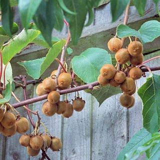 Единственият самоопрашващ се сорт Киви Джени - Actinidia deliciosa Jenny (Kiwi)