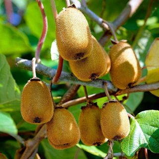 Единственият самоопрашващ се сорт Киви Джени - Actinidia deliciosa Jenny (Kiwi)