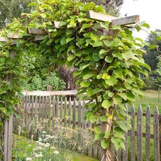 Единственият самоопрашващ се сорт Киви Джени - Actinidia deliciosa Jenny (Kiwi)