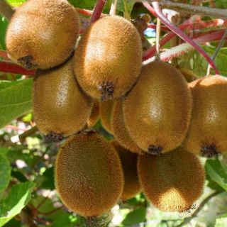 Единственият самоопрашващ се сорт Киви Джени - Actinidia deliciosa Jenny (Kiwi)