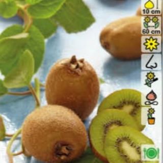 Единственият самоопрашващ се сорт Киви Джени - Actinidia deliciosa Jenny (Kiwi)