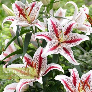 Лилиум /Lillium Tiger Mix - 5бр.