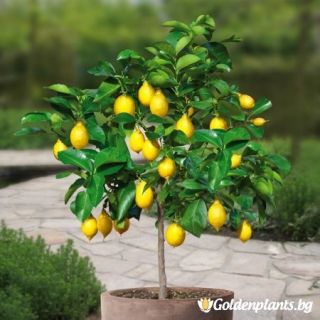 Ароматен нискостеблен едроплоден лимон разсад в саксия - Citrus limon (Lemon)