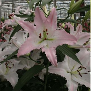 lilium ORIENTAL Marco Polo