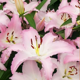 lilium ORIENTAL Marco Polo