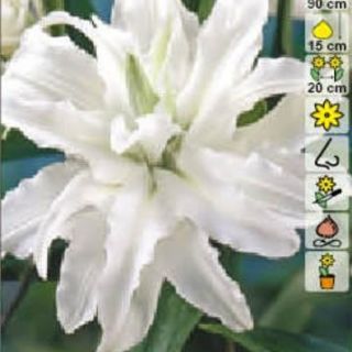 Lilium DOUBLE Polar Star