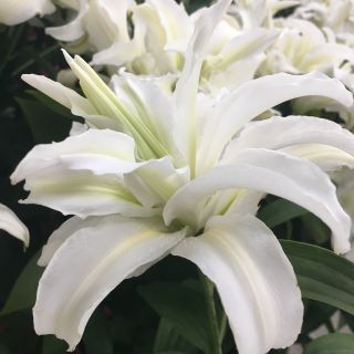 Lilium DOUBLE Polar Star