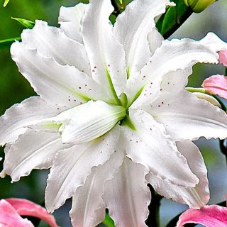 Lilium DOUBLE Polar Star