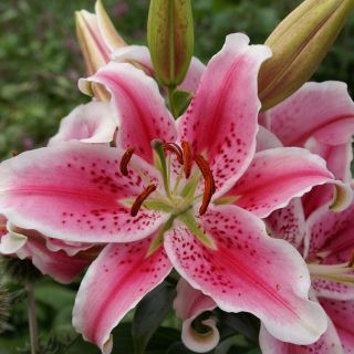 lilium ORIENTAL Stargazer