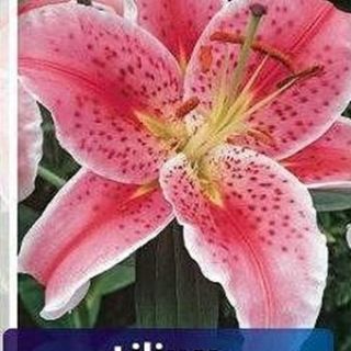 lilium ORIENTAL Stargazer
