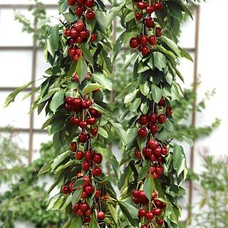 Нискостеблена сладка тъмно червена череша Силвия - Prunus Avium Sylvia