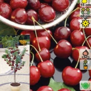 Нискостеблена сладка тъмно червена череша Силвия - Prunus Avium Sylvia