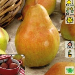 Круша нискостбелна сорт Дойен де Комис - Pyrus Doyenne de Comice