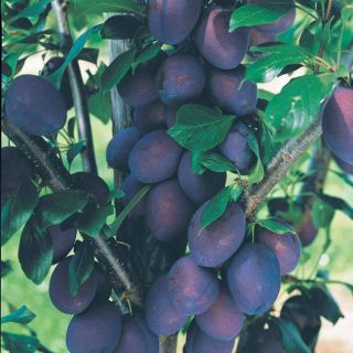 Ароматна нискостеблена едроплодна слива разсад в саксия - Prinus Black Amber (Domestica)