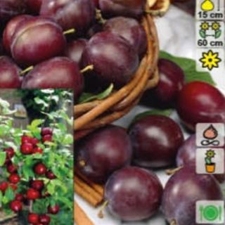 Ароматна нискостеблена едроплодна слива разсад в саксия - Prinus Black Amber (Domestica)