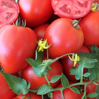 Домати Армира F1 -25бр.семена