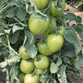 Домати Армира F1 -25бр.семена