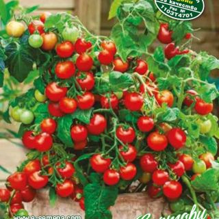 Балконски саксийни домати. Балконски саксийни домати.