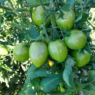 Домати Сандеро F1 (Sandero F1) - 25бр.семена